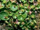 Salix Herbaceea