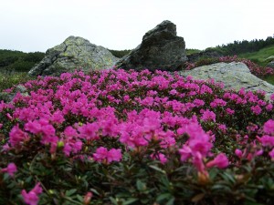 Bujorul de munte (Rhododendron Kotschyi)