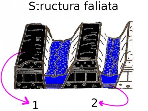 Structura faliata
