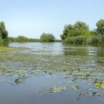 Imagine din delta raului Volga