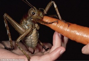 Cea mai mare insecta din lume