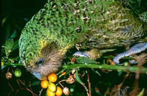 Papagalul kakapo