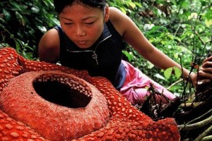 Rafflesia arnoldi cea mai mare floare din lume