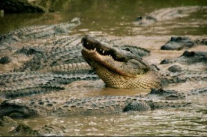Alligators in The Everglades, Florida City.