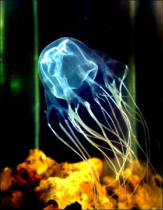 Cea mai veninoasa meduza din lume