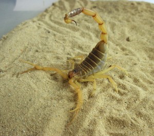 Cel mai veninos scorpion
