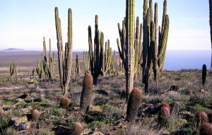 Cactus gigantic