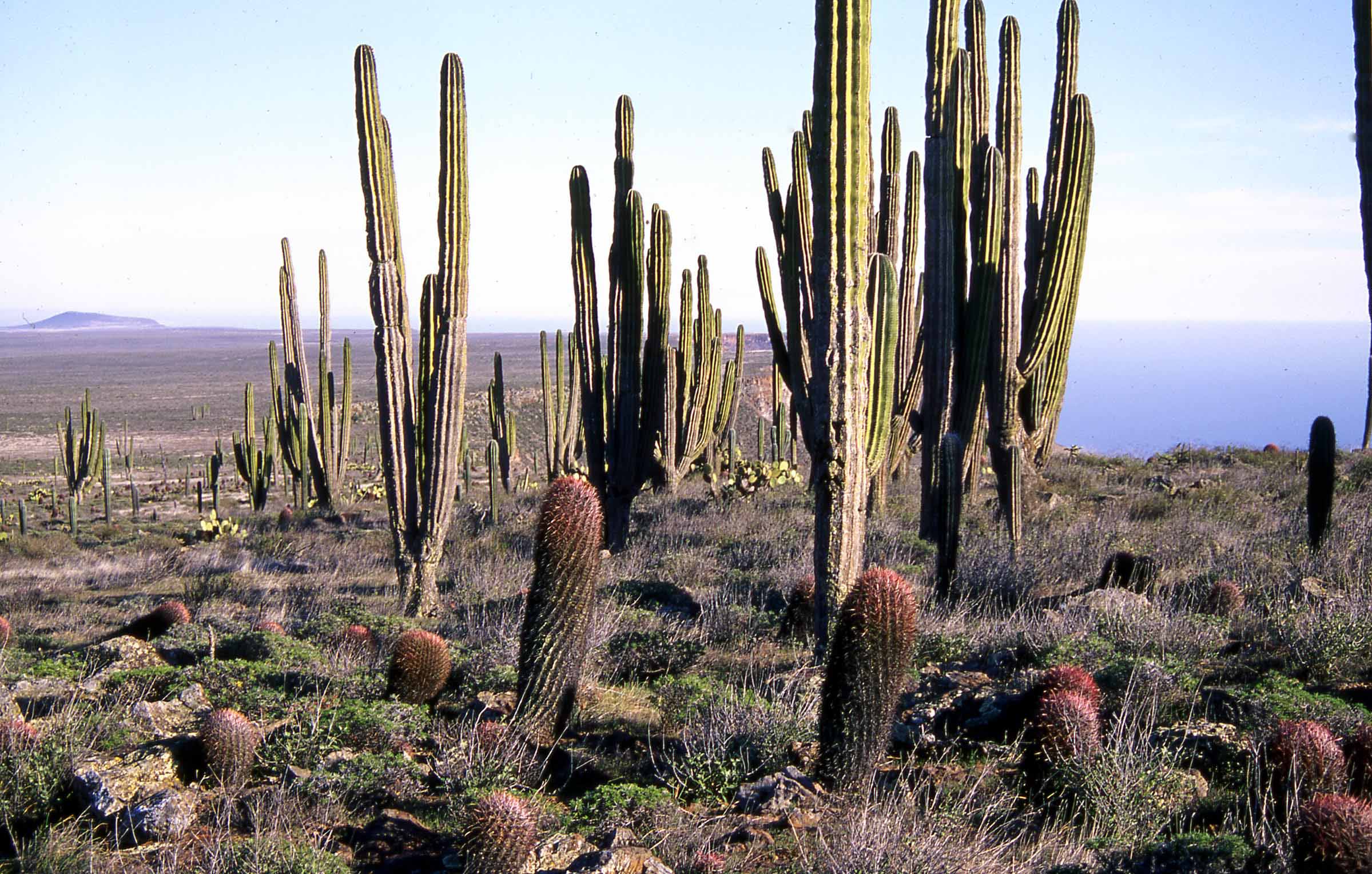 Pastile cactus dieta comentarii