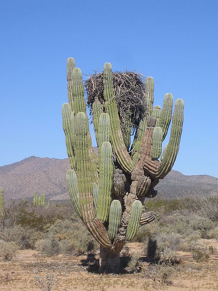 Qu; este nopal și de ce este interesant pentru slăbit Les Cactus și