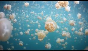 lacul meduzelor
