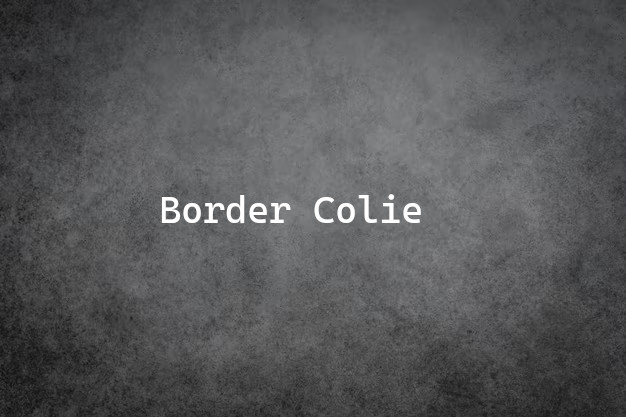 Border Colie