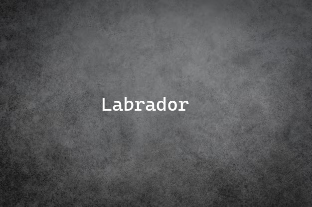 Labrador