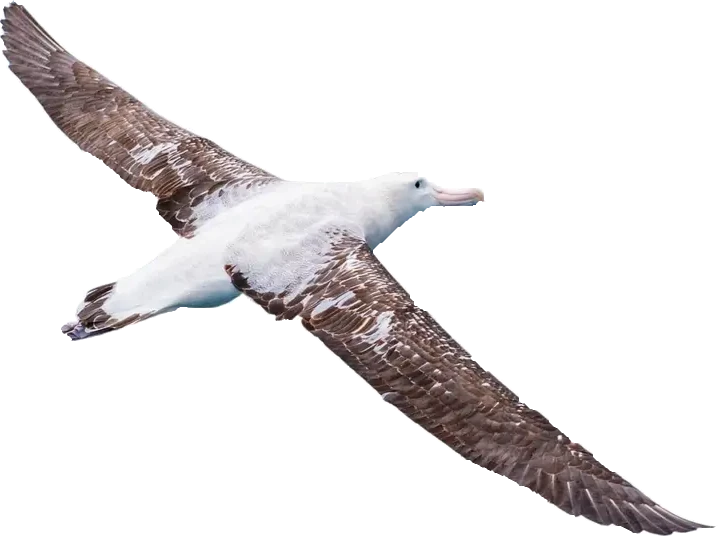 Albatrosul Calator
