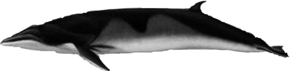 Balena Mike Antarctica