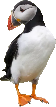 Papagalul Puffin