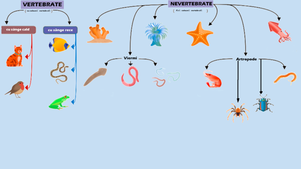        Joc geografie Clasificarea Animalelor
