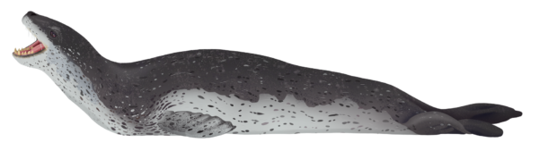 Balena Mike Antarctica