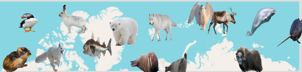        Joc geografie Animale de la Polul Nord
