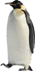 Pinguinul Imperial