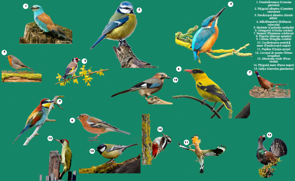        Joc geografie Pasarile Colorate ale Romaniei
