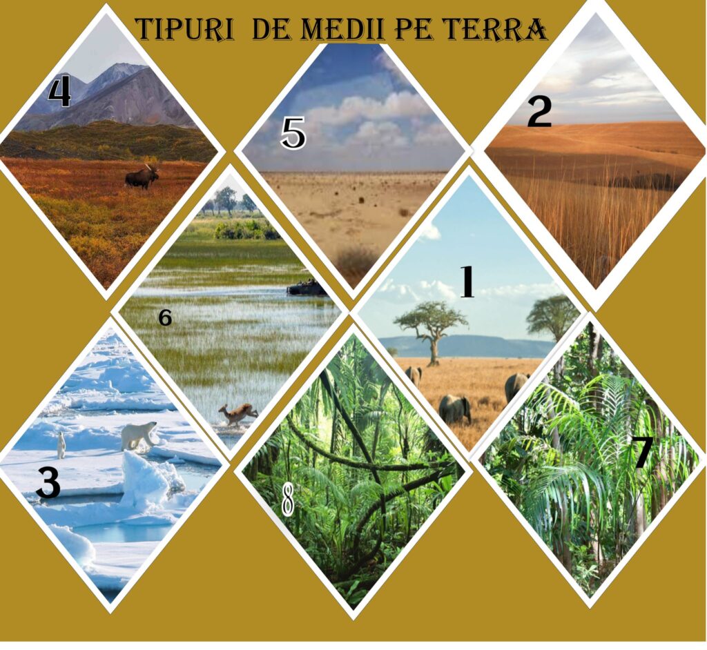       Joc geografie Tipuri de medii pe Terra
